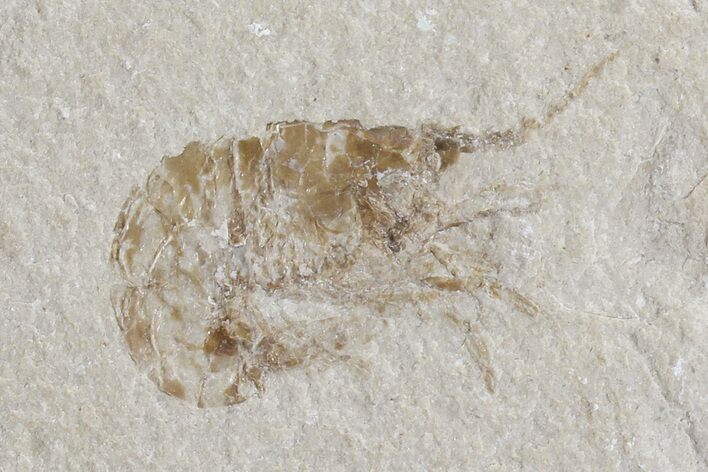 Cretaceous Fossil Shrimp - Lebanon #74528